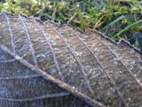 20151230 100020  Frost is gorgeous.