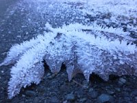 20160101 132402  Some fierce ice on these leaves.