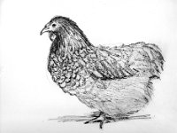 wheat  A sketch I did of Wheat :)