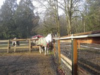 20160106 103248  Emmy greeting me - note ear position here.