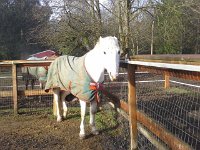 20160106 103301  And here. Ach, she's thinking, I guess it's for real. She's got the halter.