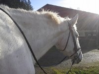 20160106 121108  But this is afterwards. Happy, steamy horse :)