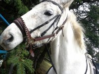 20160113 133957  Emmy eating fir tips! It makes her breath smell so great!