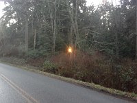 20160114 081738  The sun's rays finding their way all the way up to Day Rd, through the woods.