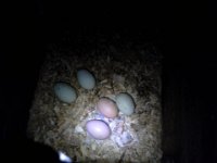 20160122 183912  A big egg day! Wow!