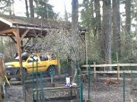 20160125 161226  She's having some private garden time while Calvin paces longingly.
