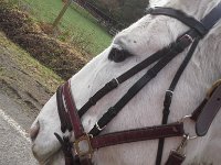 20160131 100347  I love walking with Emmy down to ride at Janet's, and just wanted to capture this memory...It is now September when I'm finally getting to annotate these, and I had no idea in Feb that just a few months later we'd be living in Japan!