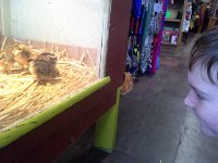 20160217 123928  This is where chick mania started...and I'm tearing up remembering all this! Not a good idea to go through and annotate 6 months of pictures just as you have to gear up to move into your new home! Talk about heaping displacement upon displacement... oh well!