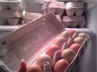 20160217 210009  Egg overload! Carver...heeeelllpp! Carver is great at selling eggs.
