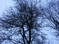 20160218 075613  I loved the intricacy of this sky.