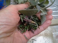 20160224 144252  Making some herb bread.