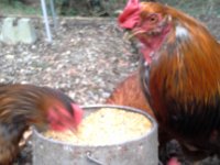 20160224 164234  Hungry little buggers!