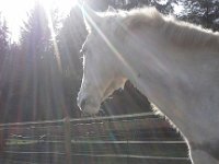 20160225 143155  We made it, though, had a good ride, and now she's enjoying her hay.
