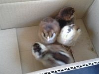 20160427 172240  Chicks from Cenex! One of them is a VERY loud peeper!