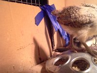 20160506 114059  AND...there's chicks in the nursery in the garage!