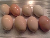 20160508 214110  One egg from every layer this day! Wheat's first egg in the top left corner!