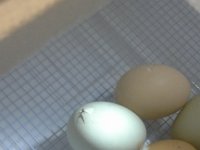 20160519 150144  And because chicks from the hatchery aren't enough, we decided to incubate eggs for Ben's 8th birthday...
