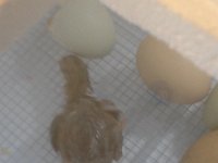 20160519 163529  Look! One pipped out while we were at CoderDojo!!!
