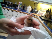 20160520 072433  Drying off a little pasty butt