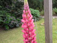 20160602 175038  A flower given to me by Principal Belt last year has come back marvelously this spring. I love plants as thank-yous.