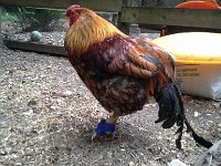 20160613 085150  He was gallant. Still is. Months later - Sept - he is doing better, thanks to a very good friend's efforts at being a vet!