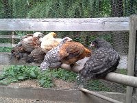 20160613 085440  The teens are having happy hour!