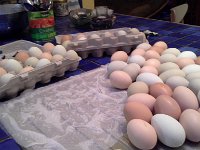 20160614 210024  More eggs!!!