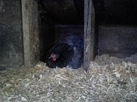 20160622 084654  Wheat went broody! So on top of hatchery chicks, and incubator chicks, we have a hen sitting on 11 eggs! Don't tell Dave...not yet ;)