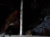 20160629 210604  The apartments are full - chicks, Calvin and Wheat!