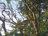 DSC 0013