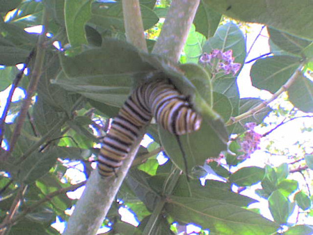 att00871.jpg