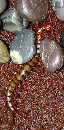 a centipede