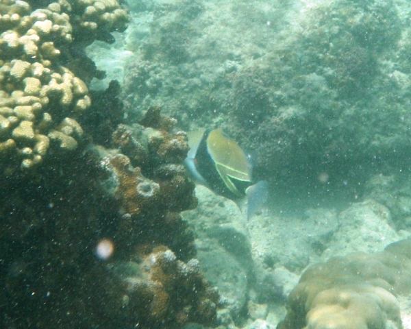 Biggest humuhumunukunukuapua'a on the planet!