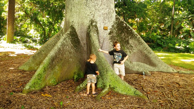 Some incredibly large trees captivated us, as did the simple but beautiful butterfly garden. This is right in the middle of Honolulu - almost surreal being in Jurassic-size tree land amidst the hustle and bustle.