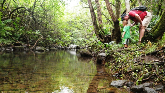 Admiring the stream trickling down the Waimano Valley. Here it seems to have taken a pause for a bit before continuing on its journey.