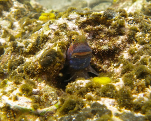 The boys, Gramma and I went snorkeling today. The big hit wasn't the unicorn fish that we tailed while getting a bit tossed onto sharp rocks - it was the little gobie who stayed put in his puka so we could really check him out. He smiled at us as he poked his head out. He's the size of your thumb. 