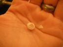 little gecko egg hatched!