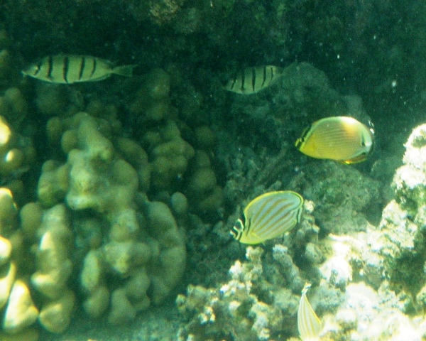 Out snorkeling, didn't realize how scarce these cute pairs of butterflyfish were until I went home to study up on them. Glad I took a movie!