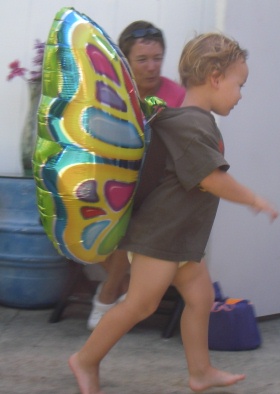 butterfly loves to fly around!