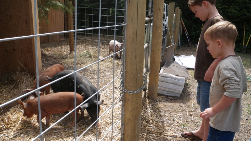 My dad always said "We waited for you like one hog waits for another!" Here's why! They were SERIOUS going after an egg thrown to them by each boy, compliments of the farmer from whom we bought our eggs. (She gives the dirtier ones to the hogs.) The boys were fascinated by the whole thing. What a treat. Click picture for the last throws of August...also check for new album folders at the top of the page that loads.