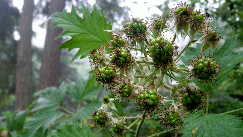 This is a native blackberry bush on our property. So neat to see the native varieties when you see the invasive ones so prevalent elsewhere! Like seeing an old friend when you don't expect it. 