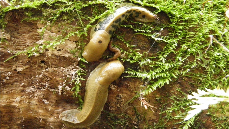 Can you believe we found mommy, daddy and baby slug? I have to review my slug book to see if that really is likely to be their baby. But I don't really care about the truth - this is so cute!