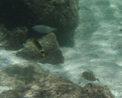 Snorkeling with tang and butterfly fish.