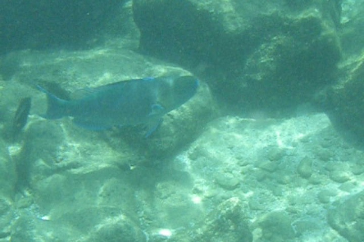 parrotfish.jpg
