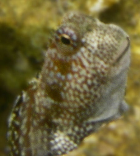 shoulder-spot-goby.JPG