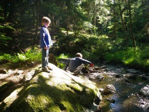 Checking out a stream late in the day. Finding lots of caterpillars basking in the sun.