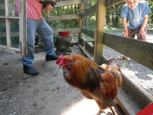 Gordon inspecting the work and waiting impatiently!