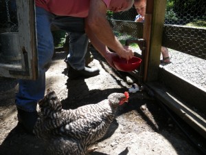Installing an automatic waterer! 