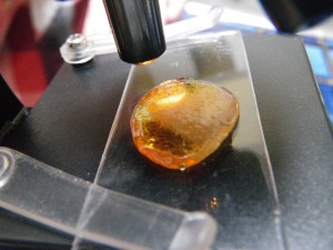 We saw little hexagons and even things that looked like cells.