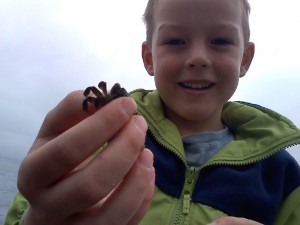 Ben caught a little crab! It took some doing - those little buggers are fast! Sam found a rock with pyrite in it. Such a variety of rocks wash up on our shoreline.